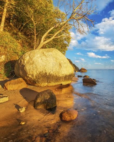 Coastal landscape with large boulders on the Baltic Sea beach in the evening light, Mönchgut Nature