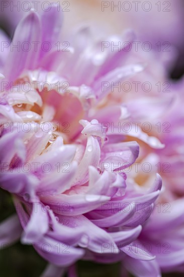 Close-up photography of a pink chrysanthemum adorned with fresh water droplets, showcasing