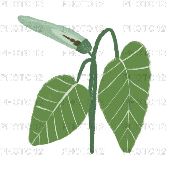 Simple illustration of a green plant with broad leaves and an emerging bud, set against a white