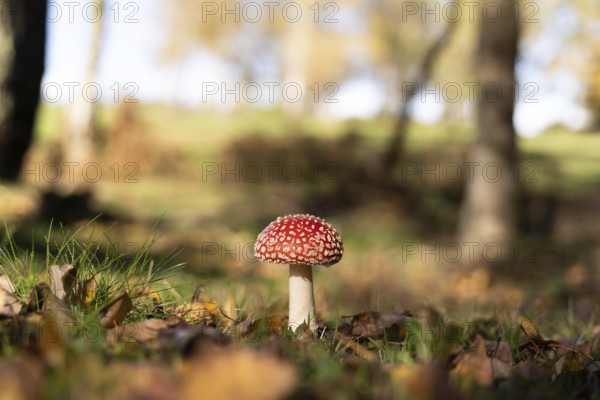 A vibrant red Amanita muscaria mushroom stands solitary among fallen leaves on a sunlit autumn day,