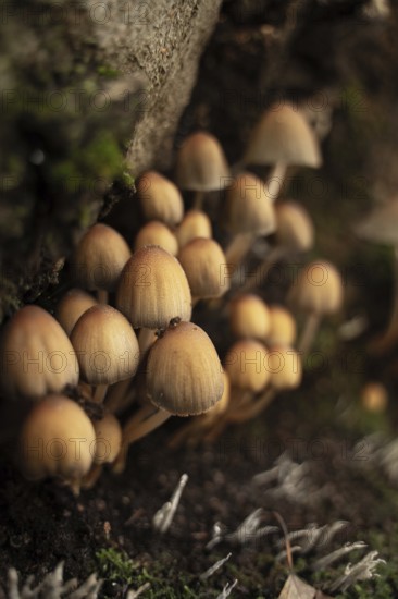 A close-up view of small, brown wild mushrooms growing on a moss-covered forest floor during the