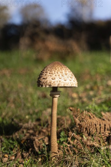 A single mushroom stands tall amongst fallen leaves, showcasing the beauty of nature during the