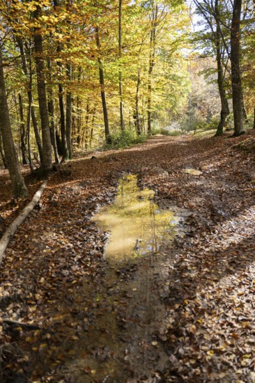 A tranquil pathway dotted with fallen leaves winds through an autumn forest, with sunlight