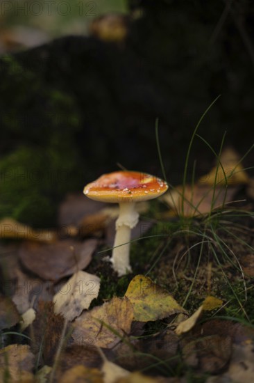 A vibrant orange fly agaric mushroom stands amid fallen autumn leaves and green moss, capturing the