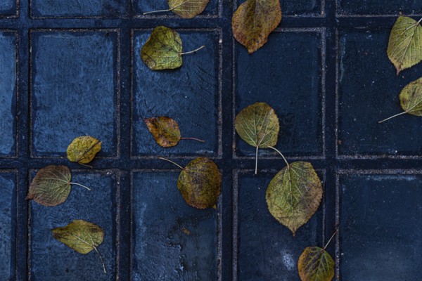 Aesthetic view of scattered yellow leaves resting on a tiled walkway in the old town of Tbilisi,