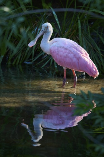 Roseate spoonbill standing in water with soft reflection, nestled in a green canopy in natural