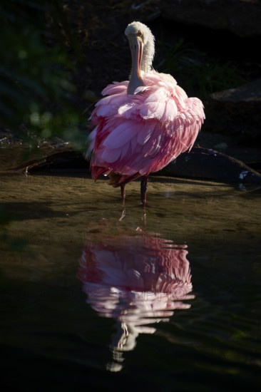 Bird with closed plumage in still water, soft reflection and calm, dark atmosphere, Roseate