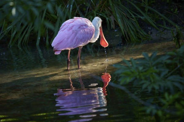 Bird drinking water under quiet canopy, soft reflection and calm, natural environment, Roseate