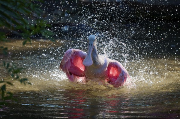 Bird in dynamic pose in water, spreading wings, splashing water in bright light, Roseate Spoonbill