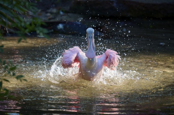 Pink-coloured bird splashing in water, spreading wings, energetic movement, natural daylight,
