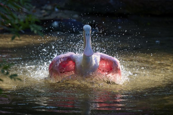 Bird in water with spread wings, splashing water, lively and dynamic atmosphere, Roseate Spoonbill