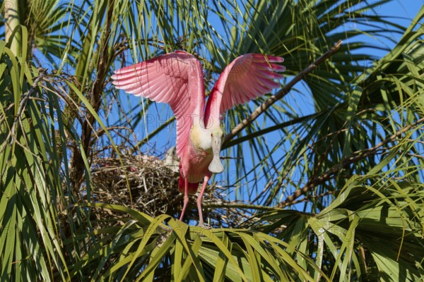 A pink bird spreads its wings near a nest between green palm trees, roseate spoonbill (Ajaja