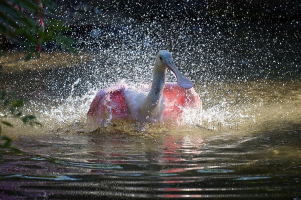 Bird splashing water, pink wings in vivid water, Roseate Spoonbill (Ajaja ajaja), spring, St.