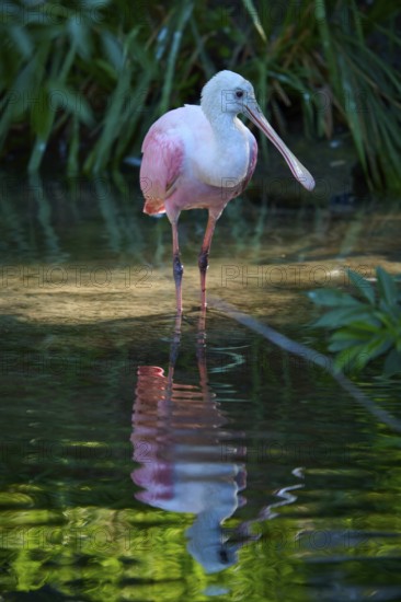 Pink-coloured roseate spoonbill standing on one leg in water, peaceful reflection in calm greenish