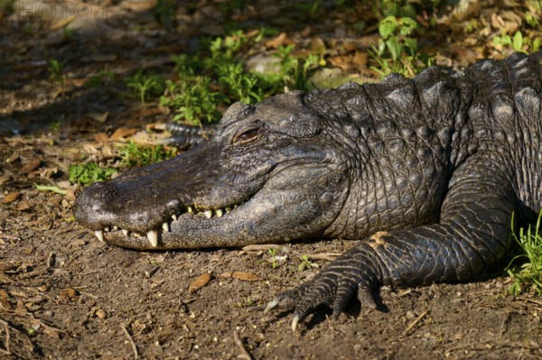 A crocodile resting on the ground in the sunlight, surrounded by plants and dry foliage, American