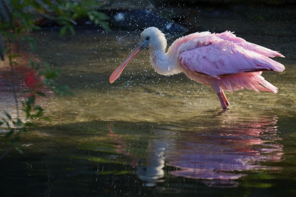 A pink bird standing in water while water reflects drops, Roseate Spoonbill (Ajaja ajaja), spring,