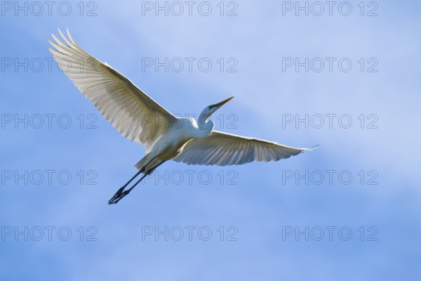 A white bird flies in the blue sky with its wings spread wide, Great White Egret (Ardea alba),
