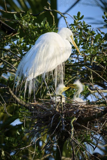 White bird in a nest on a tree with two chicks, Great White Egret (Ardea alba), spring, St.