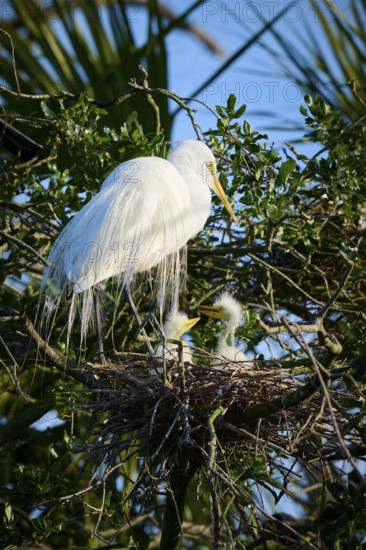 A white bird sitting in a nest on a tree with two chicks, Great White Egret (Ardea alba), spring,