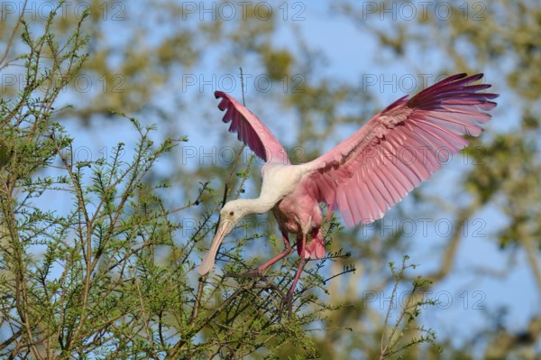 Pink-coloured bird with open wings in a green tree, roseate spoonbill (Ajaja ajaja), spring, St.