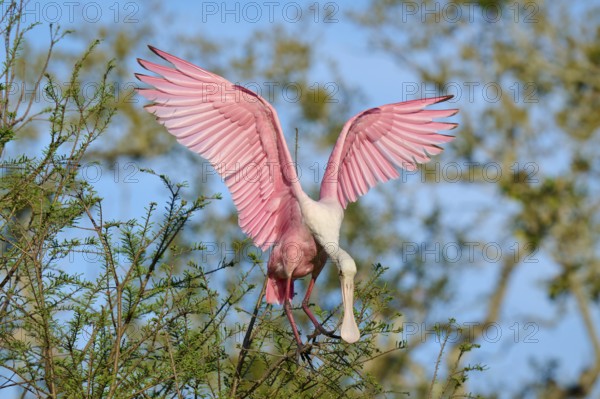 Pink bird with spread wings in front of a blue sky in a tree, Roseate Spoonbill (Ajaja ajaja),