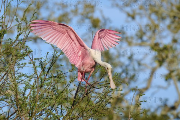 A pink bird with outspread wings on a tree branch, Roseate Spoonbill (Ajaja ajaja), spring, St.
