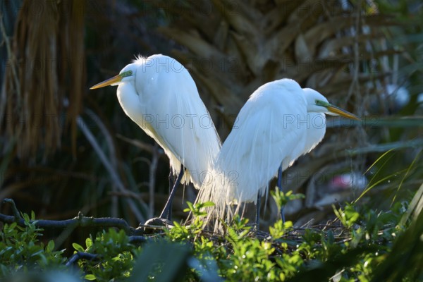 Two white birds sitting back to back on a branch, Great White Egret (Ardea alba), spring, St.