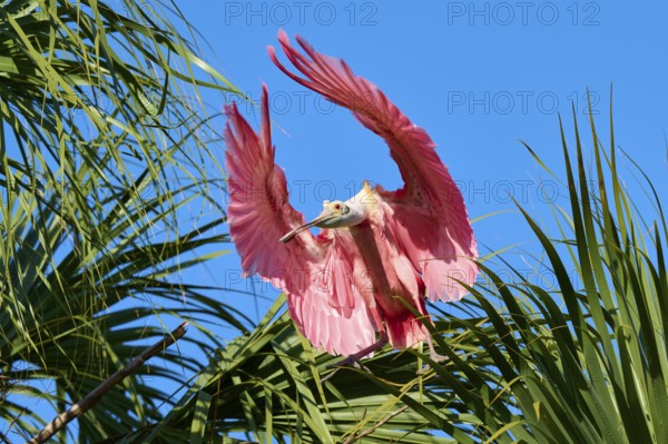 A pink bird spreads its wings wide above green palm trees against a clear blue sky, Roseate