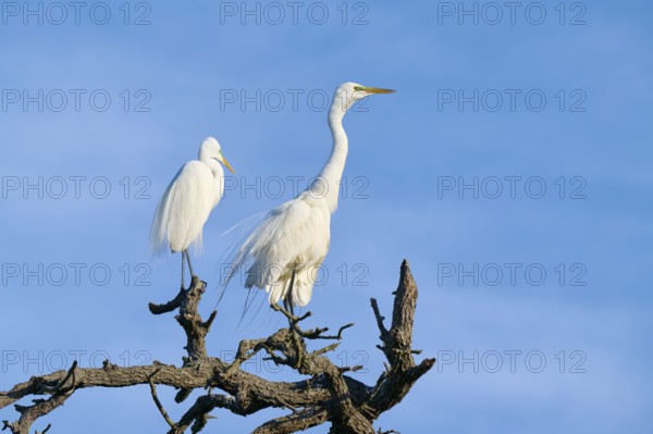 Two white herons sitting on a branch in front of a blue sky, Great Egret (Ardea alba), spring, St.