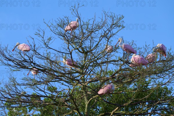 Several roseate spoonbills with pink plumage sitting on the branches of trees against a blue sky,