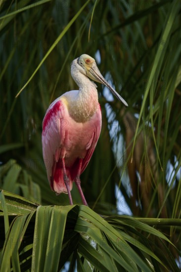 Bird with pink and white feathers balancing on a palm leaf, Roseate Spoonbill (Ajaja ajaja),