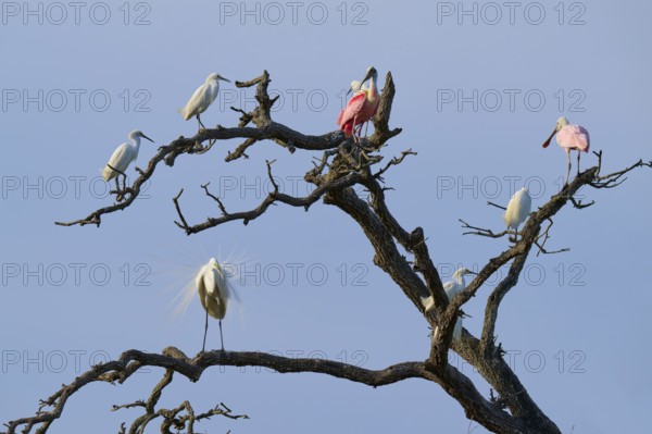 Birds sitting on bare branches under a blue sky, some are coloured pink and others white, Great