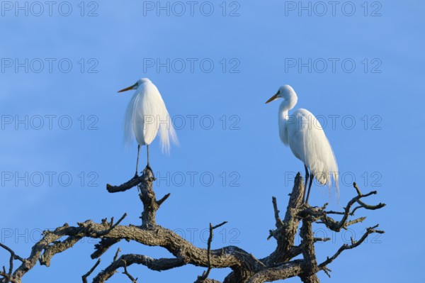 Two white herons standing on bare tree branches against a light blue sky, Great Egret (Ardea alba),