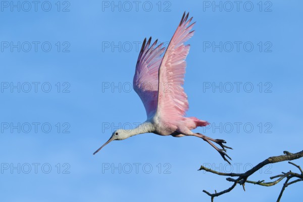 A bird with pink wings flies through the sky, blue background, roseate spoonbill (Ajaja ajaja),