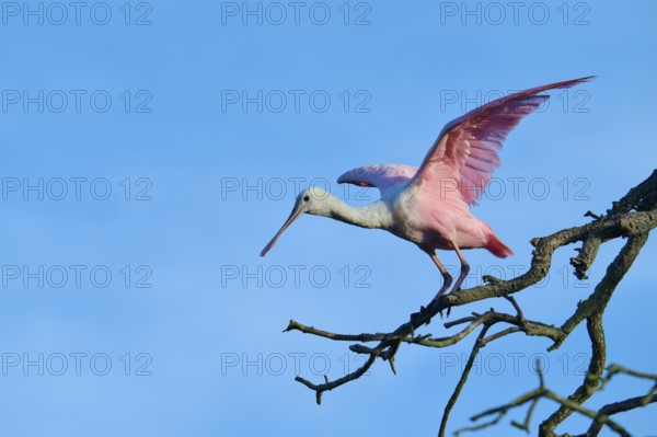 A bird with pink wings prepares for take-off, sitting on a branch, Roseate Spoonbill (Ajaja ajaja),