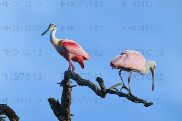 Two roseate spoonbills with pink plumage standing on a branch in front of a clear sky, roseate