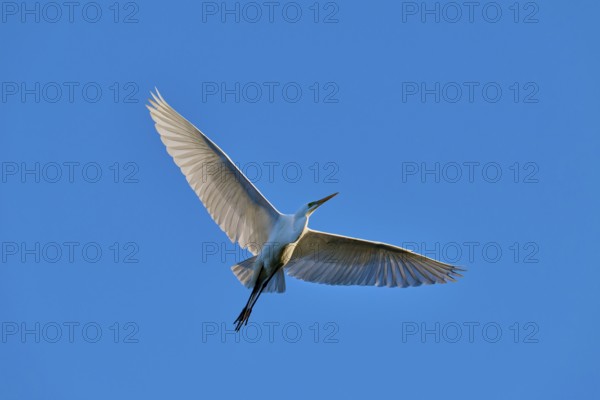 A heron in flight showing its spread, shimmering wings, Great Egret (Ardea alba), spring, St.