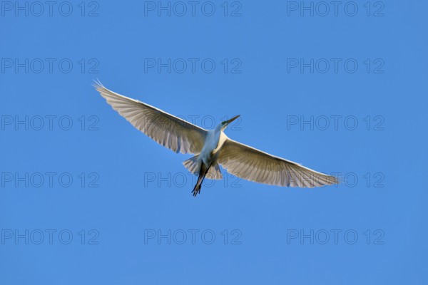 The egret elegantly soars across the sky with broad wings, Great Egret (Ardea alba), spring, St.