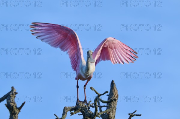 A bird with pink wings stands on a branch, blue sky in the background, roseate spoonbill (Ajaja