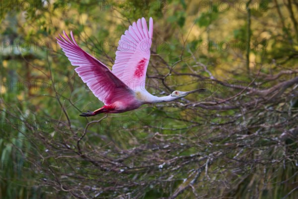 A roseate spoonbill with pink plumage flies through a wooded area, roseate spoonbill (Ajaja ajaja),