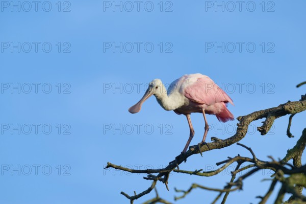 A roseate spoonbill with pink plumage balancing on a branch against the sky, roseate spoonbill