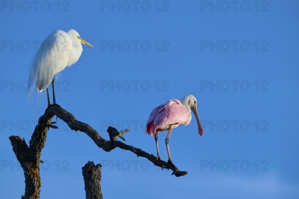 Two birds on a branch against a blue sky. A white and a pink bird side by side, Great White Egret