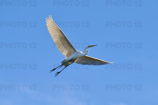 A heron flies majestically along the bright blue sky, Great Egret (Ardea alba), spring, St.