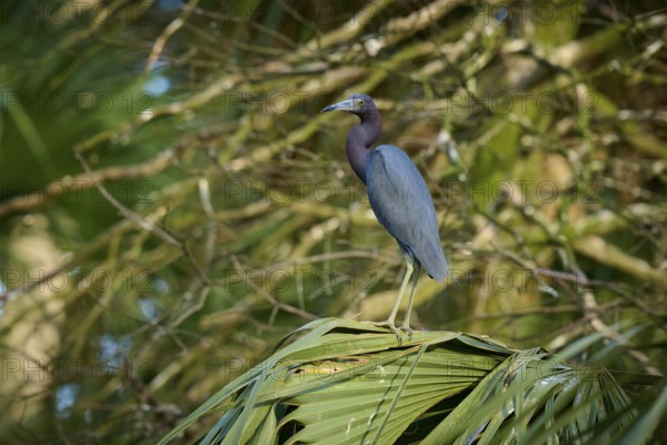 A heron perched on a palm branch in a green, wooded environment, Great Blue Heron (Egretta