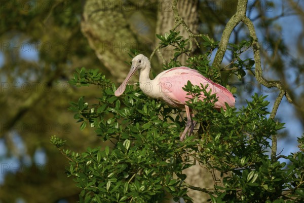 Bird in pink plumage sitting on a branch between green leaves, Roseate Spoonbill (Ajaja ajaja),