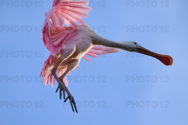 Bird in pink plumage flying in blue sky, dynamic pose, Roseate Spoonbill (Ajaja ajaja), spring, St.
