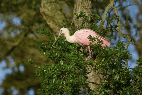 Bird with long pink feathers standing on a branch, surrounded by trees, Roseate Spoonbill (Ajaja