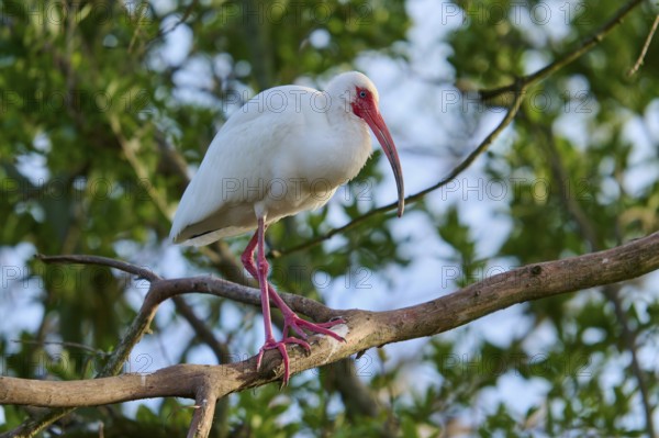 A white bird with red legs and beak sitting on a branch against a green background, White Ibis,