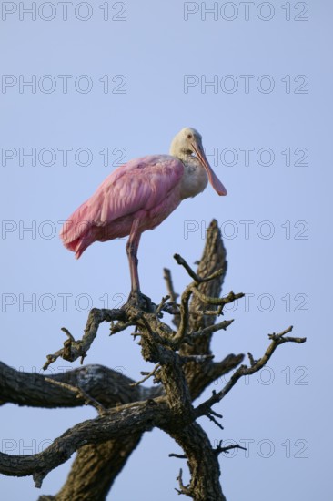 Bird sitting quietly on a branch, silhouetted against the blue sky, Roseate Spoonbill (Ajaja