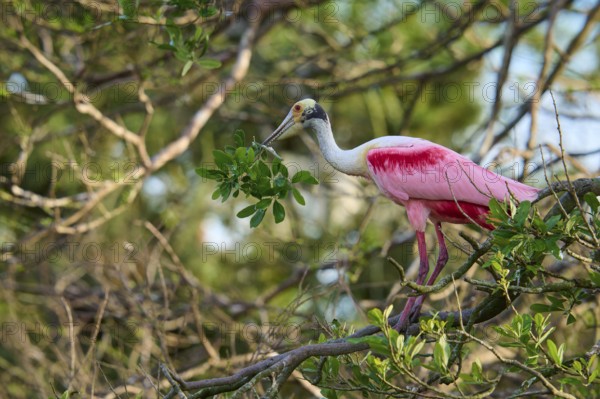 Bird with pink feathers sitting on a branch in the middle of dense trees, Roseate Spoonbill (Ajaja
